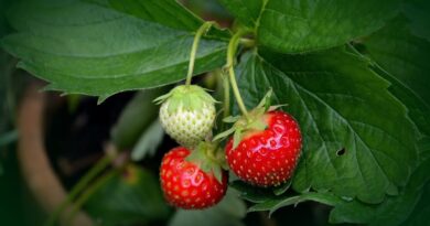 truskawki na balkonie