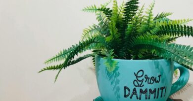 czym podlewać paprotkę żeby ładnie rosła