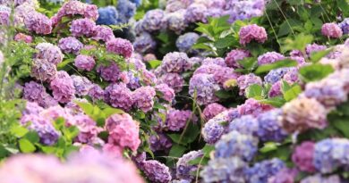 kiedy sadzić hortensje