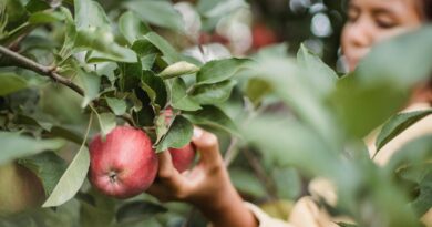 kiedy przycinać jabłonie