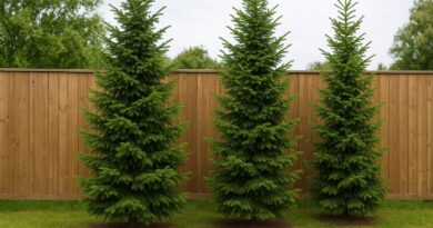 W jakiej odległości od ogrodzenia można sadzić świerki?