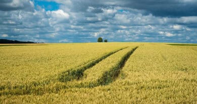 czy można wywozić gnojowicę na pole