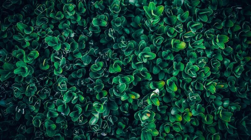 domowe sposoby na cme bukszpanowa