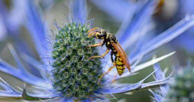 kiedy osy opuszczaja gniazdo