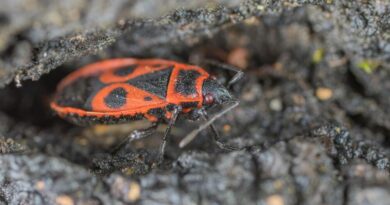 kowal bezskrzydły jak sie ich pozbyc