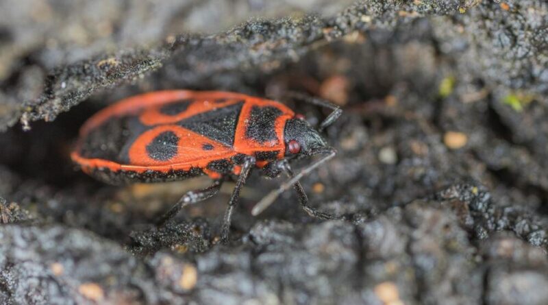 kowal bezskrzydły jak sie ich pozbyc